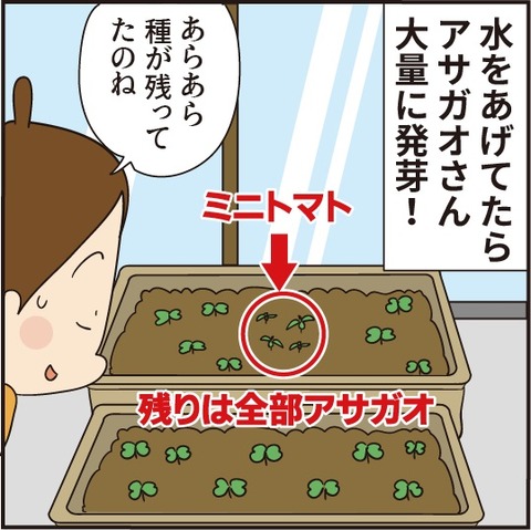 202008028トマトを育てよう5