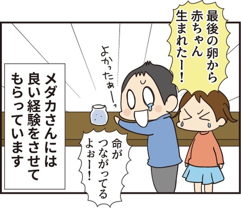 20191104赤ちゃんメダカ4