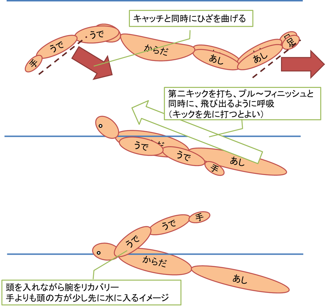 バタフライの泳ぎ方 腕のかき方とタイミング How To Swim