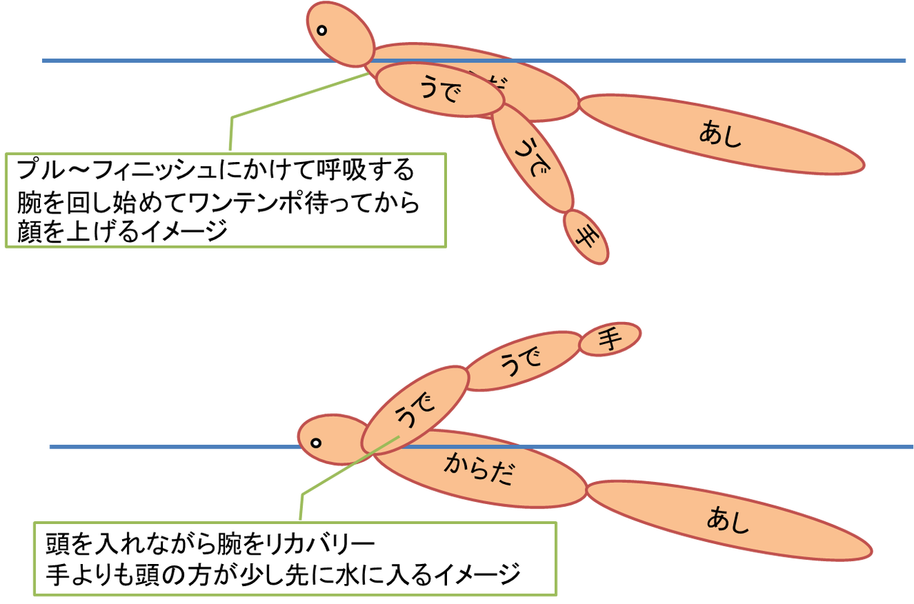 バタフライの泳ぎ方 腕のかき方とタイミング How To Swim