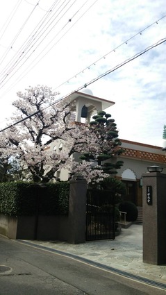 桜②