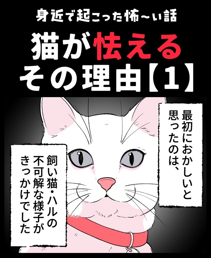 【12】猫が怯えるその理由