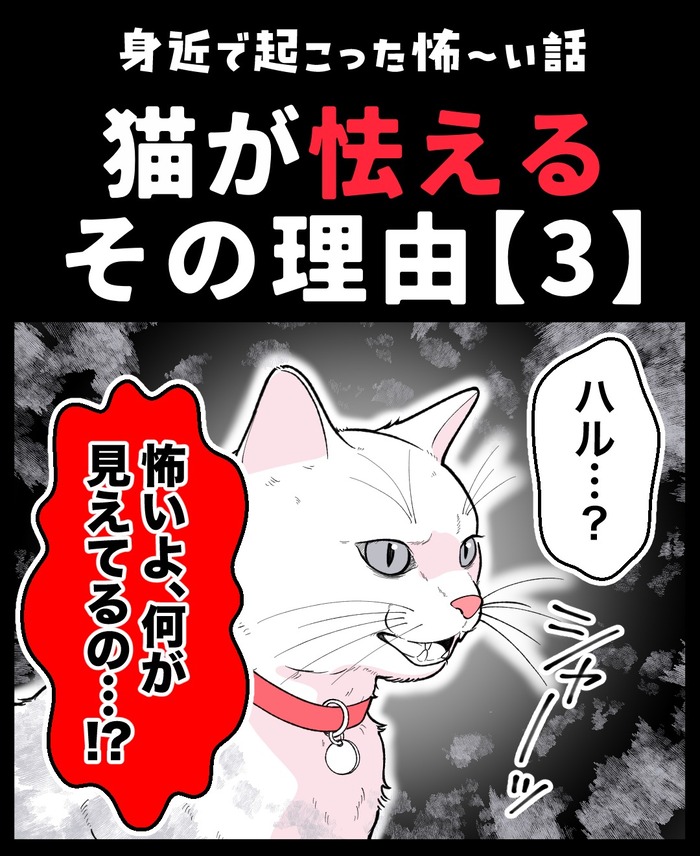 【12】猫が怯えるその理由