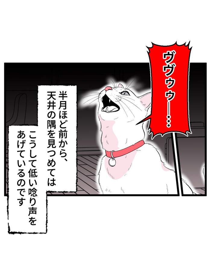 【12】猫が怯えるその理由