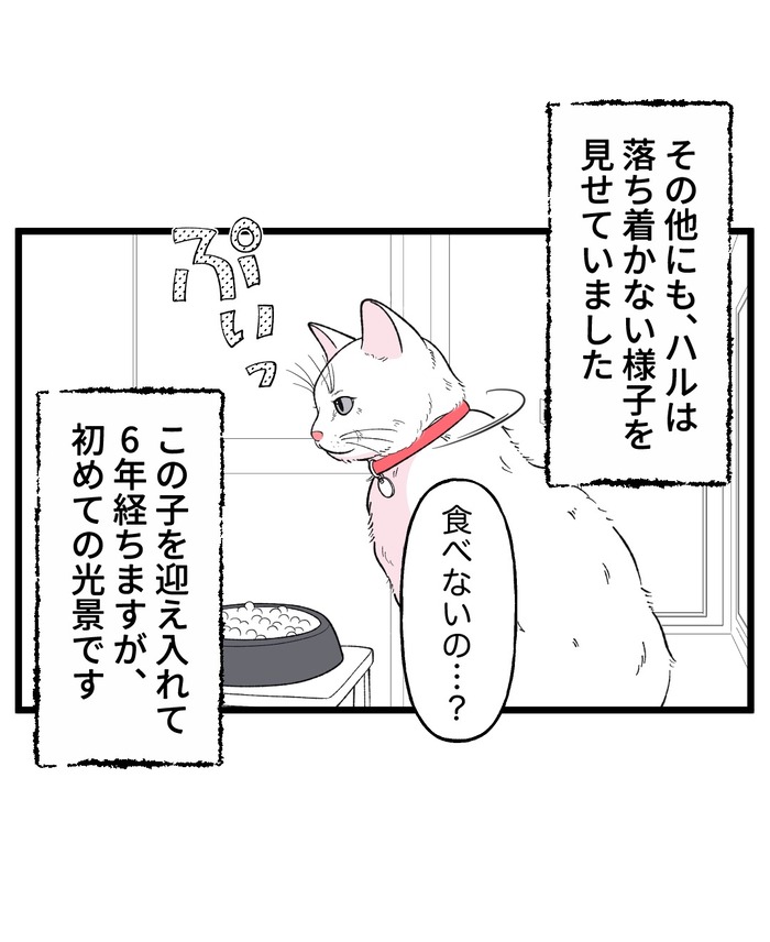 【12】猫が怯えるその理由