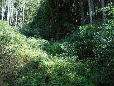 20191010_DSCN4325