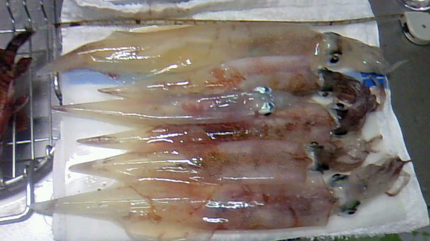 ヤリイカ 四郎兵衛さんの日常