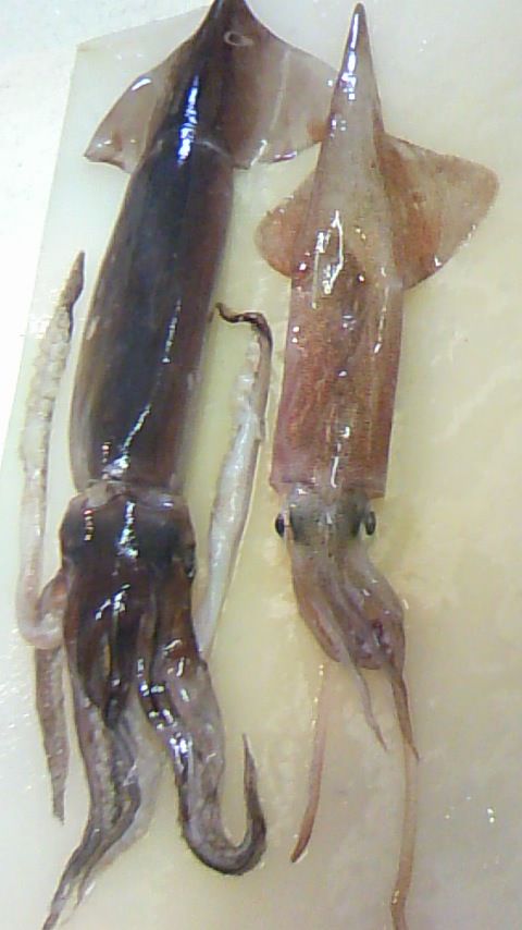 ヤリイカ 四郎兵衛さんの日常