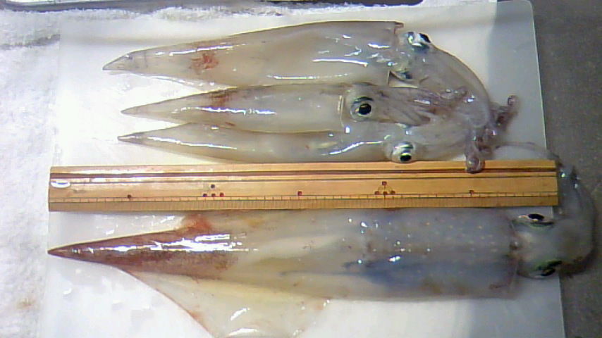 ヤリイカ 四郎兵衛さんの日常