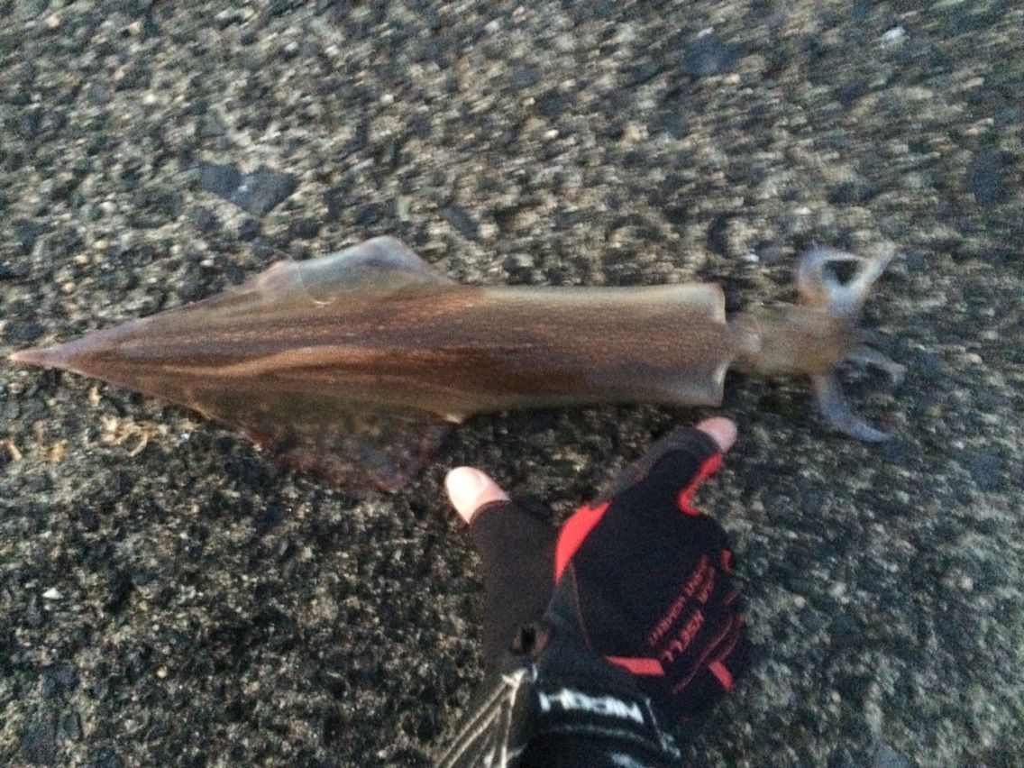 ヤリイカ 四郎兵衛さんの日常