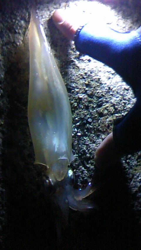 ヤリイカ 四郎兵衛さんの日常