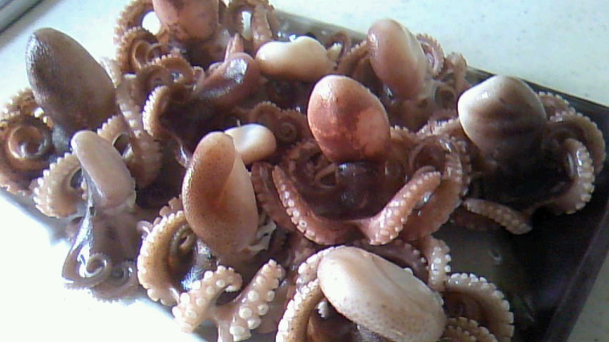 ちょっと朝飯釣ってきた イイダコ編 四郎兵衛さんの日常