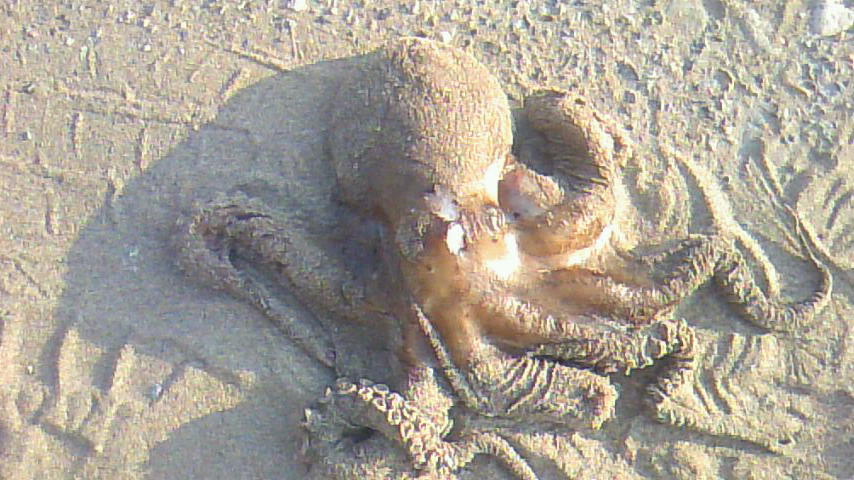 コルトスナイパーbb 四郎兵衛さんの日常