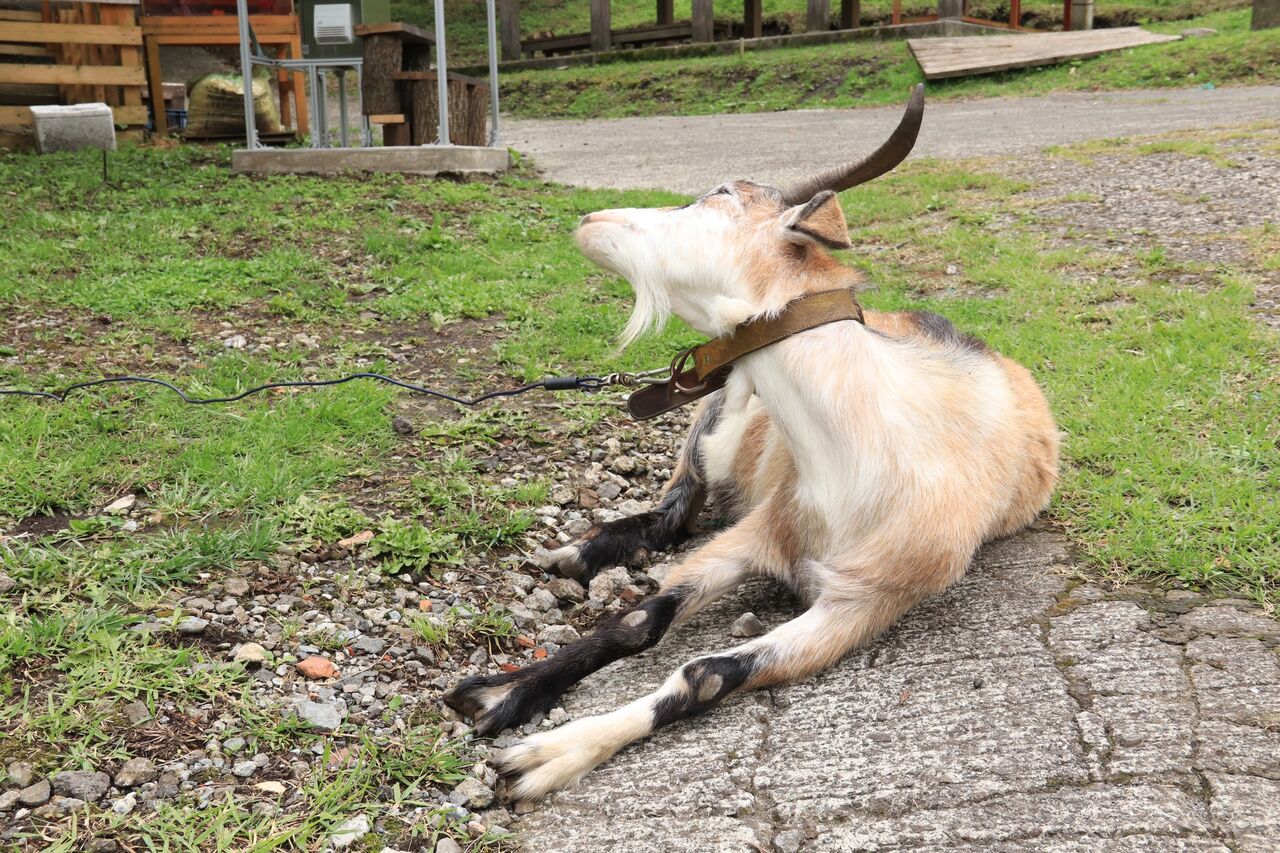 田子山展望所 そらふねの桟橋カフェ ゴート写真旅