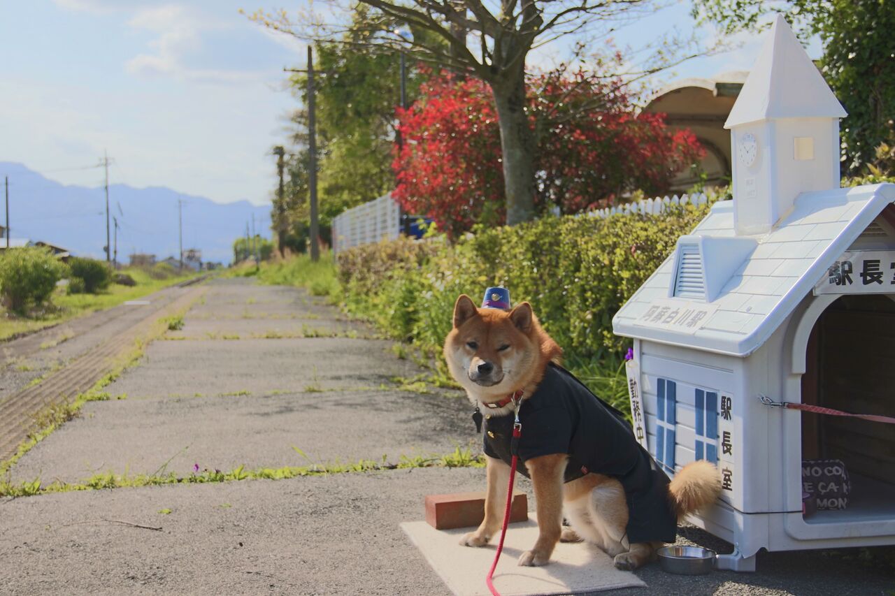 阿蘇白川駅と駅長の犬さん ゴート写真旅