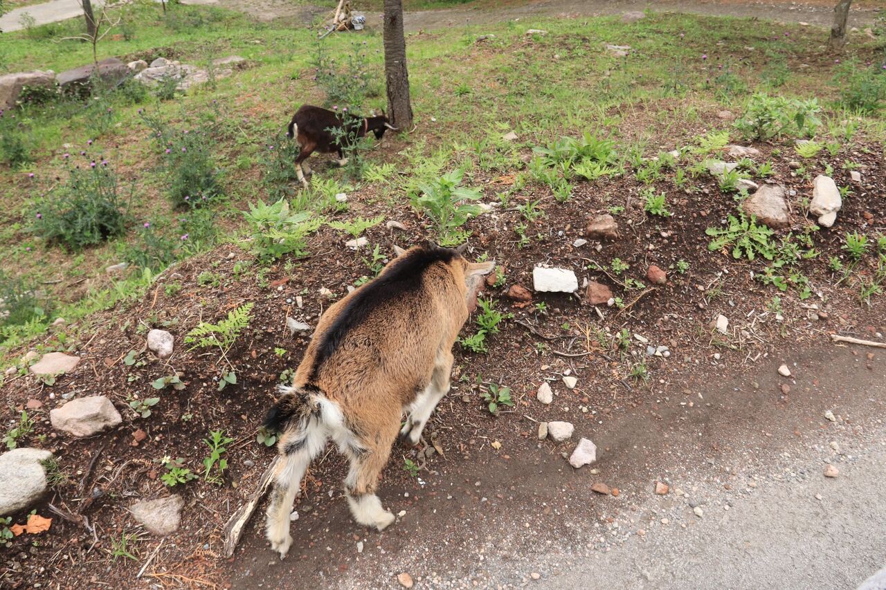 田子山展望所 そらふねの桟橋カフェ ゴート写真旅