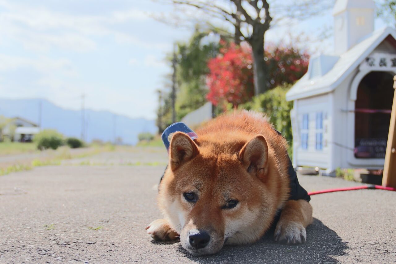 阿蘇白川駅と駅長の犬さん ゴート写真旅
