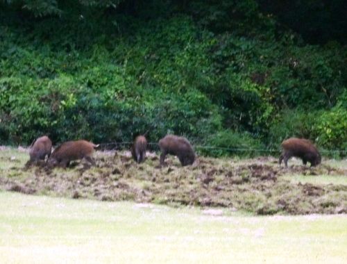 野生の王国 イノシシ編 ボーダーコリー マリンと一緒 リボン そしてチェリー