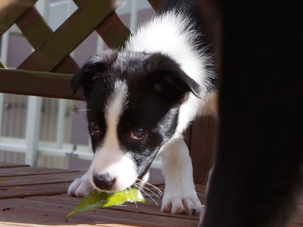 パピーが家にやって来た春の日♪♪ : ボーダーコリー マリンと一緒