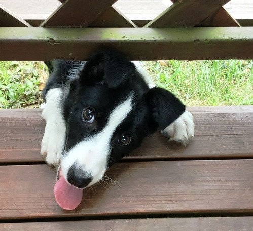 Image result for çŠ¬ border collie ã†ã‚Œã—ã„