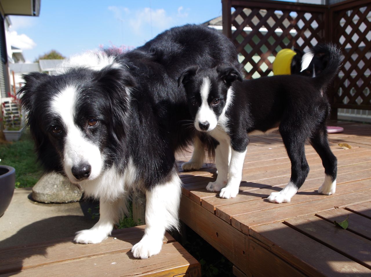 パピーが家にやって来た春の日♪♪ : ボーダーコリー マリンと一緒