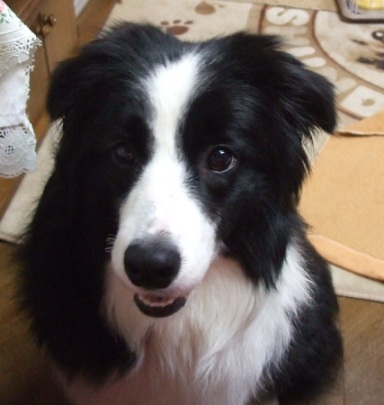 あひるんるん ボーダーコリー マリンと一緒 リボン そしてチェリー