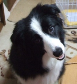 あひるんるん ボーダーコリー マリンと一緒 リボン そしてチェリー