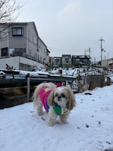 IMG_8890
