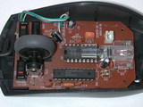 lynx1