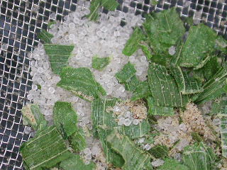 negi