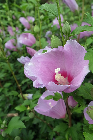 resize1696