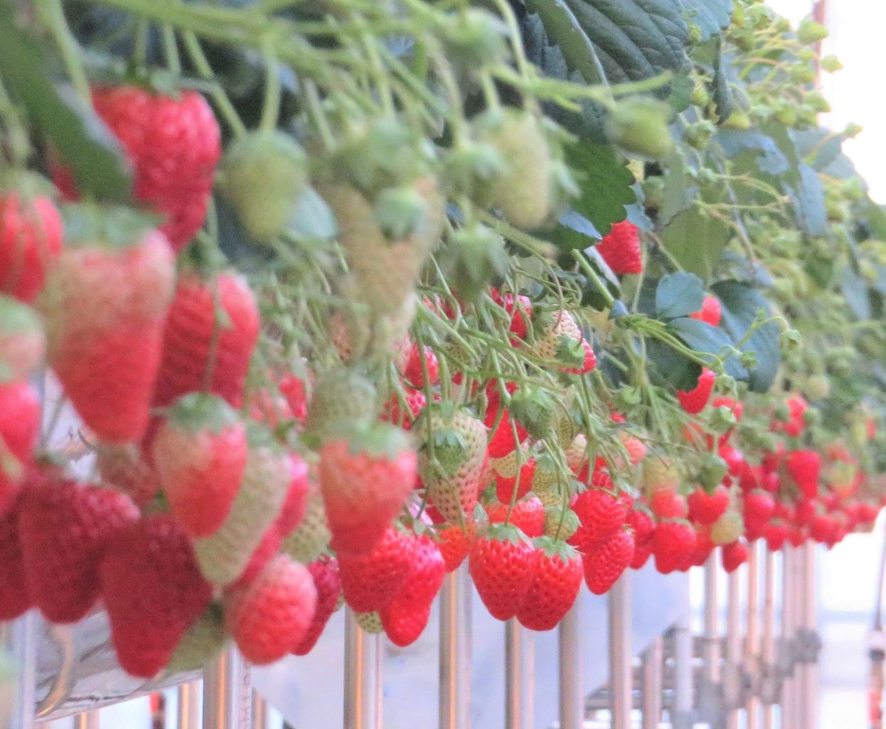 イチゴの生産 本格稼働1年目 ハイフラワー 農事組合法人ハイフラワー ハイフラワーホームページ