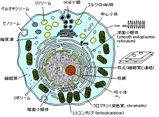 hsnemuのブログ                hsnemu