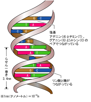 細胞の基礎知識 ゲノム 核酸 遺伝子 Hsnemuのブログ 細胞の基礎知識 ゲノム 核酸 遺伝子 Hsnemuのブログ