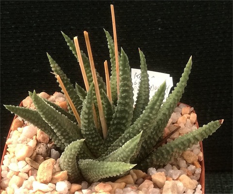 13  H. gerhardii  By Marx