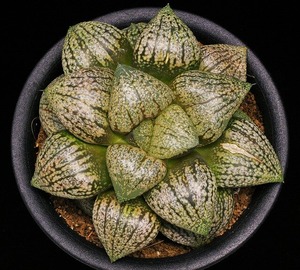 ⑧ Picta 「スターダスト」 D=10cm LW=3cm