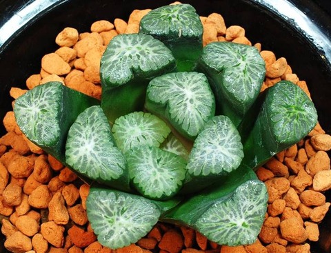 0232 グリーン77 山本洋史