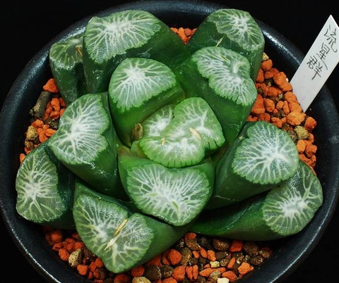 0210 流星群 高瀬一八