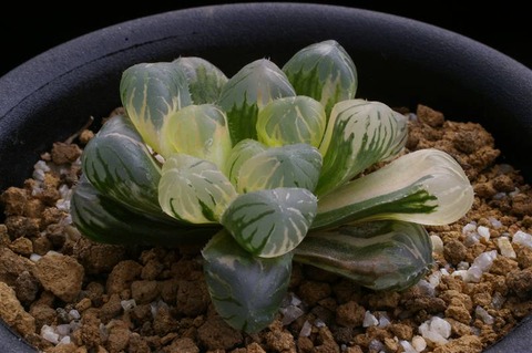 写真3 丸尾錦 D=5