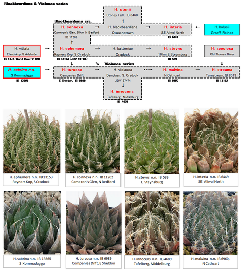 table1-blackbeardiana
