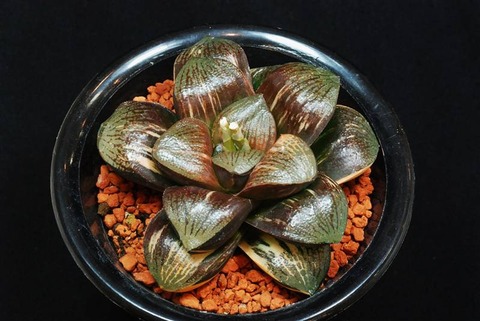 14-SplehybNishiki-takase