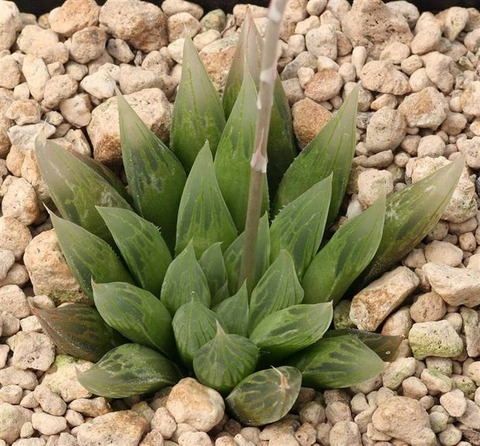 gelatinea IB 8505, Coega Kop (Photo by Breuer)