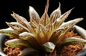 IMGP7189  neolivida 07-145-2  D=8.5  (2)