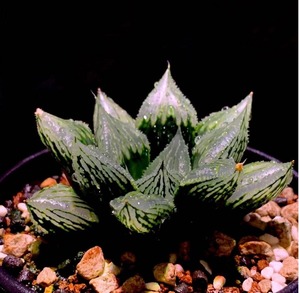 ⑰ 「ナイルの一滴」 2021-2-14 のヤフオク画像より引用