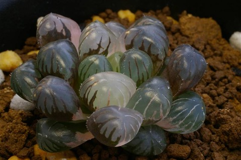 写真5 紫オブト錦 D=4