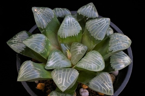 写真9 九鬼山 D=14.5 LW=2.7