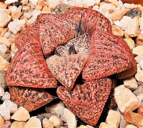 splendens moonga resized