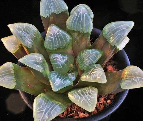 写真6 六角堂　D=17 LW=2.7