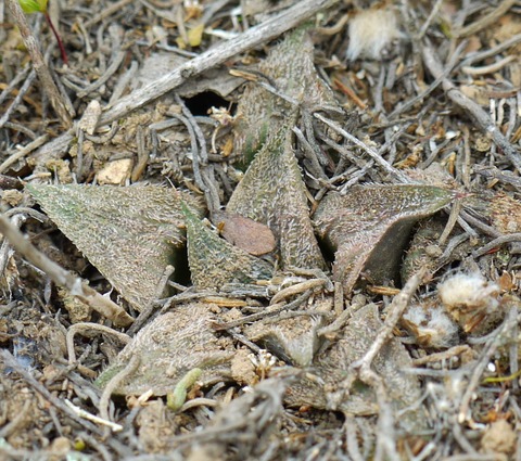 2 H. essiei  By Marx