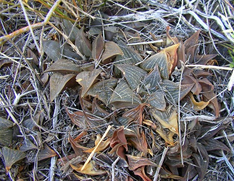 4  H. essiei  By Marx